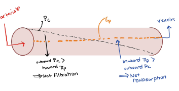 At the arterial end:

→ Capillary blood pressure (Pc) outward force exceeds inward force from the oncotic pressure of plasma (⫪p)

→ Fluid is pushed out of capillary (net filtration)

\
At the venous end:

→ Osmotic pressure of plasma (⫪p) inward force exceeds the outward force of capillary blood pressure (Pc)

→ Fluid moves back into capillary (net reabsorption)