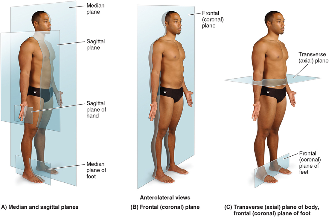 <p>Plane that divides the front and back halves of the body</p>