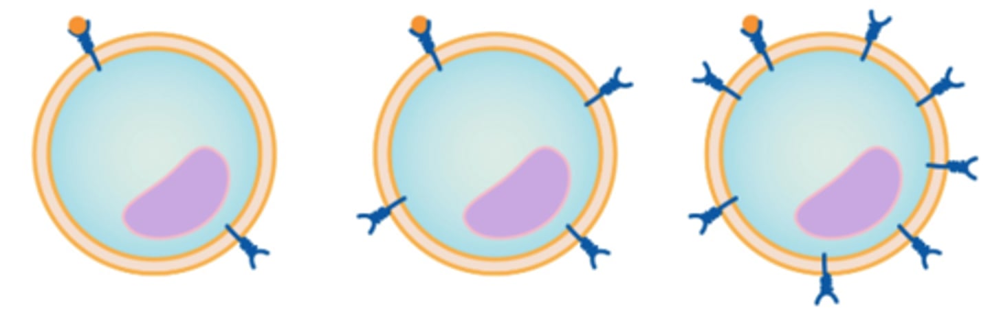 <p>target cells form more receptors in response to low hormone levels; to improve sensitivity to the hormone</p>
