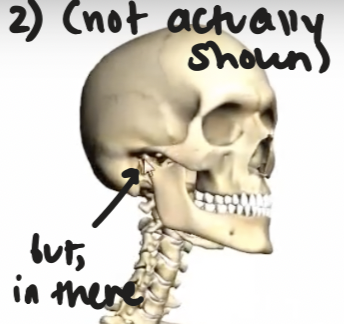 <p>the little bones in your middle ear </p>
