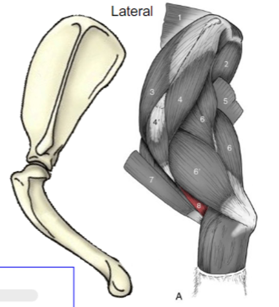 <p>Insertion of brachialis:</p>