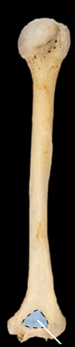 <p>receives the olecranon fossa if the ulna in extension of the forearm</p>