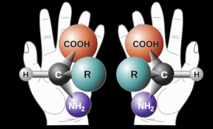 <ul><li><p>left-handed amino acids</p></li><li><p>these can switch over time (this switch is called racemization)</p><ul><li><p>racemization kinetics is the speed at which this switch happens!</p></li></ul></li></ul><p></p>