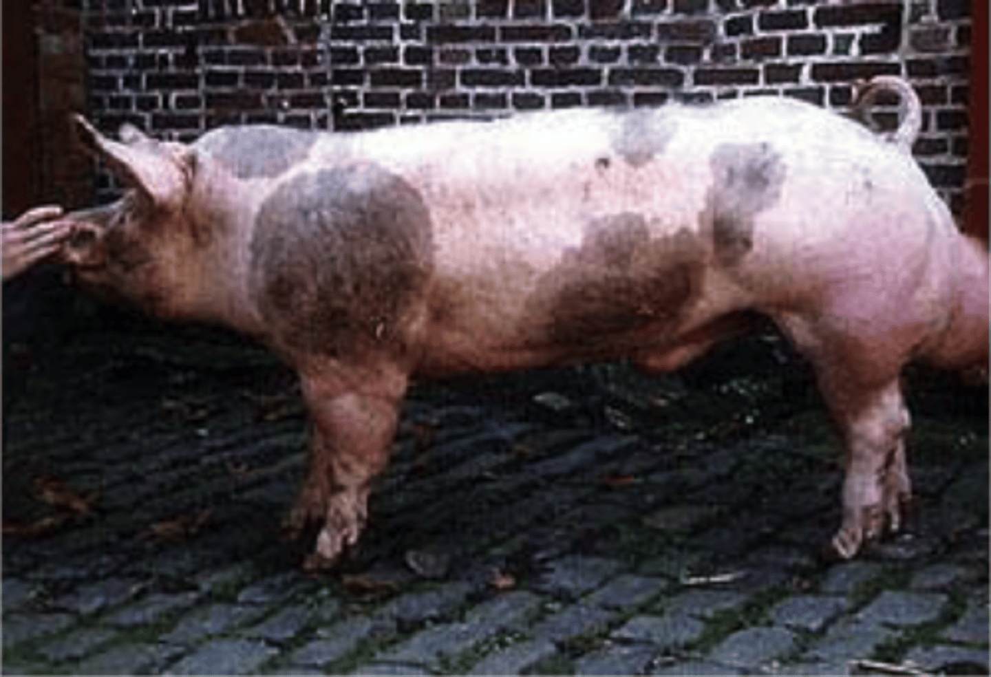 <p>pricked ears, white with dark spots , high quality lean meat, polyvalent, poor mothers</p>