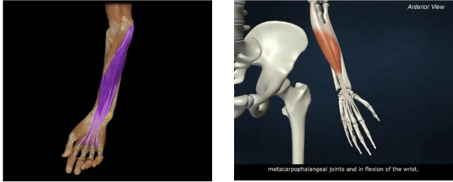 <p>Action: Wrist flexion; Flexion of proximal interphalangeal joints. Only through 2-5</p>