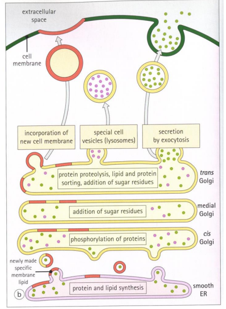 <p>The Golgi Apparatus is responsible for sorting, packaging, and transporting cell products. </p><p>It modifies macromolecules by adding sugars, performs proteolysis to activate peptides, sorts macromolecules into vesicles, transports lipids, and creates lysosomes. Its structural components include sacs or folds called cisternae.</p>