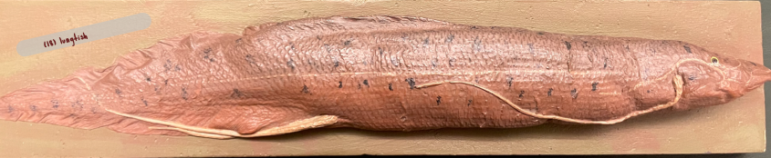 <p>Lobe-finned</p>