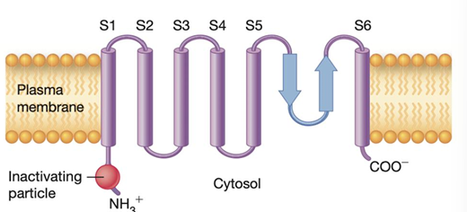 <ul><li><p>Domain structure. ___ for sodium, potassium, and calcium ions all share the same basic structural themes. </p></li><li><p>The channel is essentially a rectangular tube whose four walls are formed from either four subunits (for example, potassium channels) or four domains of a single polypeptide (for example, sodium channels). </p></li><li><p>Each subunit or domain contains six transmembrane helices, labeled S1–S6. The fourth transmembrane helix, S4, is a voltage sensor and part of the gating mechanism. For voltage-gated sodium channels </p></li><li><p>And some types of potassium channels, a region near the N-terminus protrudes into the cytosol and forms an inactivating particle.</p></li></ul><p></p>