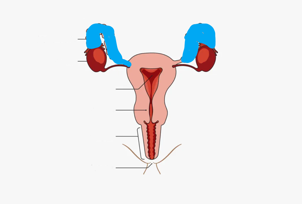 <p>What part of the Female reproductive system is this?</p>