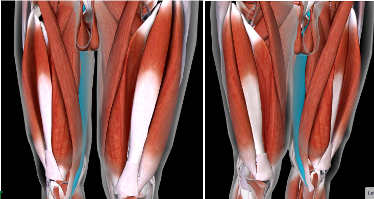 <p><strong>INNER THIGH MUSCLE </strong></p>
