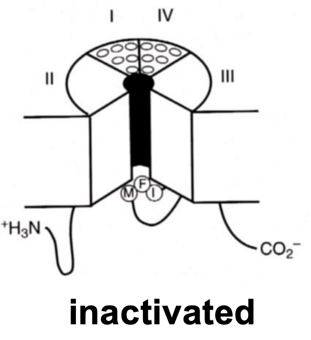 <ul><li><p><strong>Closes the channel</strong> by <strong>"plugging"</strong> the pore of the channel once it has been activated (opened).</p></li><li><p>It <strong>closes very quickly</strong> even if the membrane remains depolarized to ensure that the ion channel is only open for a short period</p></li></ul><p></p>