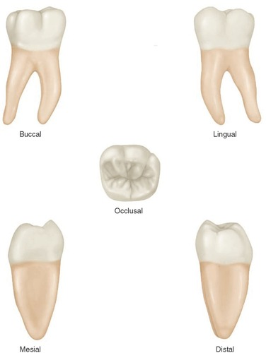 <ul><li><p><span>Eruption: 6-7 years</span></p></li><li><p><span>Narrow at cervical 3rd</span></p></li><li><p><span>Convex at middle and occlusal 3rd</span></p></li><li><p><span>5 cusps</span></p></li><li><p><span>MB cusp largest ; D cusp smallest, sharpest - all functional</span></p></li><li><p><span>MB &amp; DB same height</span><br><span>MB groove - pit</span><br><span>DB groove</span></p></li><li><p><span>CEJ- 1mm higher on mesial and lingual</span></p></li><li><p><span>Largest of all mand teeth 1st permanent to erupt</span></p></li><li><p><span>Lingual cusps are higher than buccal</span></p></li><li><p><span>Root trunk shortest of man molars, furcations are more cervical</span></p></li><li><p><span>Bulge in cervical 3rd</span></p></li></ul><p></p>