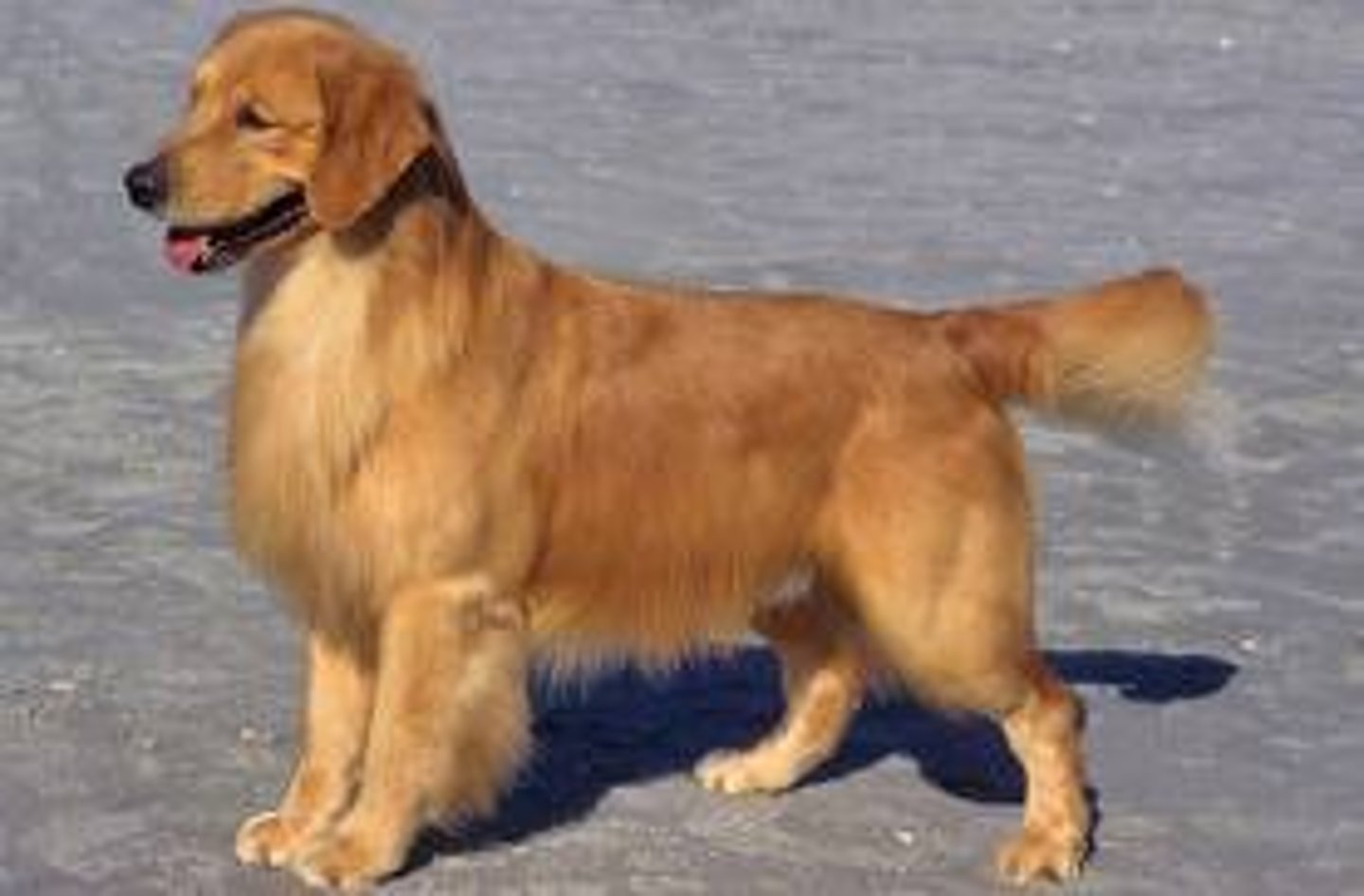 <p>Sporting group, 55-75 lbs, hunting dog</p>