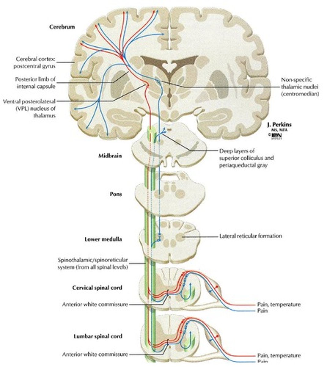 <p>It carries pain and temperature sensations.</p>