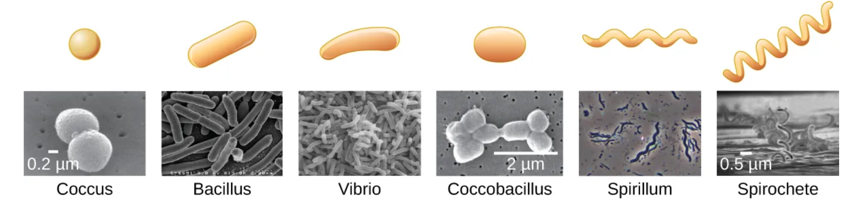 \-coccus (looks like a ball)

\-bacillus (looks like a long donut)

\-vibrio (looks like a long donut but slightly bent)

\-coccobacillus (looks like a shorter and rounder version of bacillus)

\-spirillum (looks like a wiggly snake)

\-spirochete (looks like a spiral)