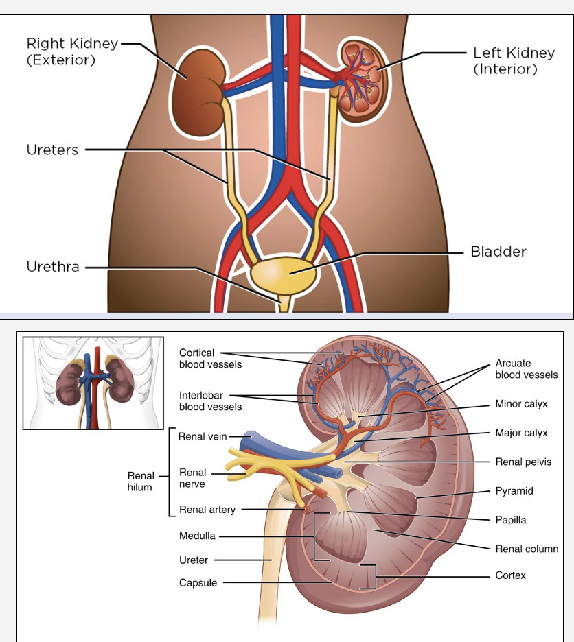 <p>Organs- 2 kidneys,2 ureters ,bladder and urethra </p>