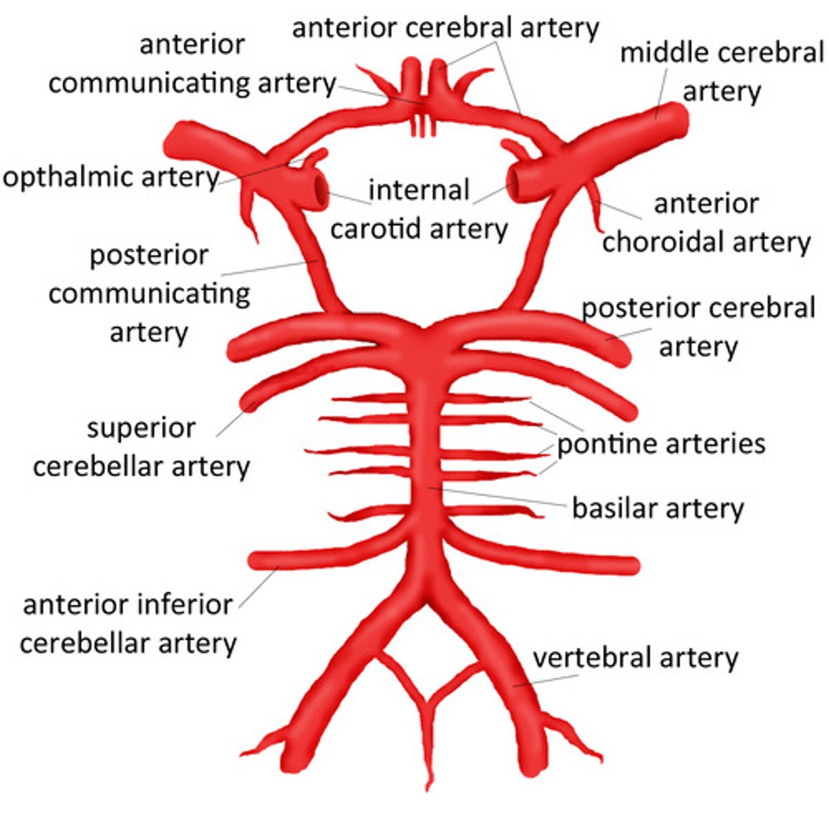 <p>Internal carotid divides into anterior and middle cerebral arteries.</p><p>Anterior cerebral artery joins anterior communicating artery.</p><p>Middle cerebral artery supplies parts of temporal and parietal lobes</p><p>(= ~ 80% of cerebrum).</p>