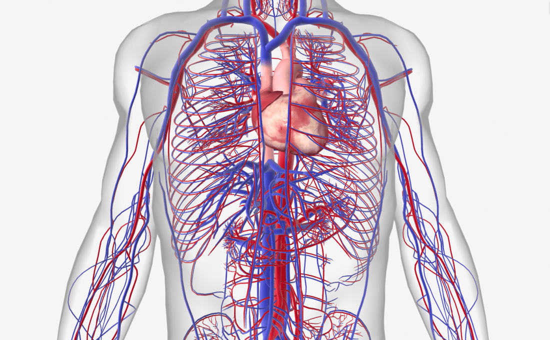 <p>How are nutrients transported around the body?</p>