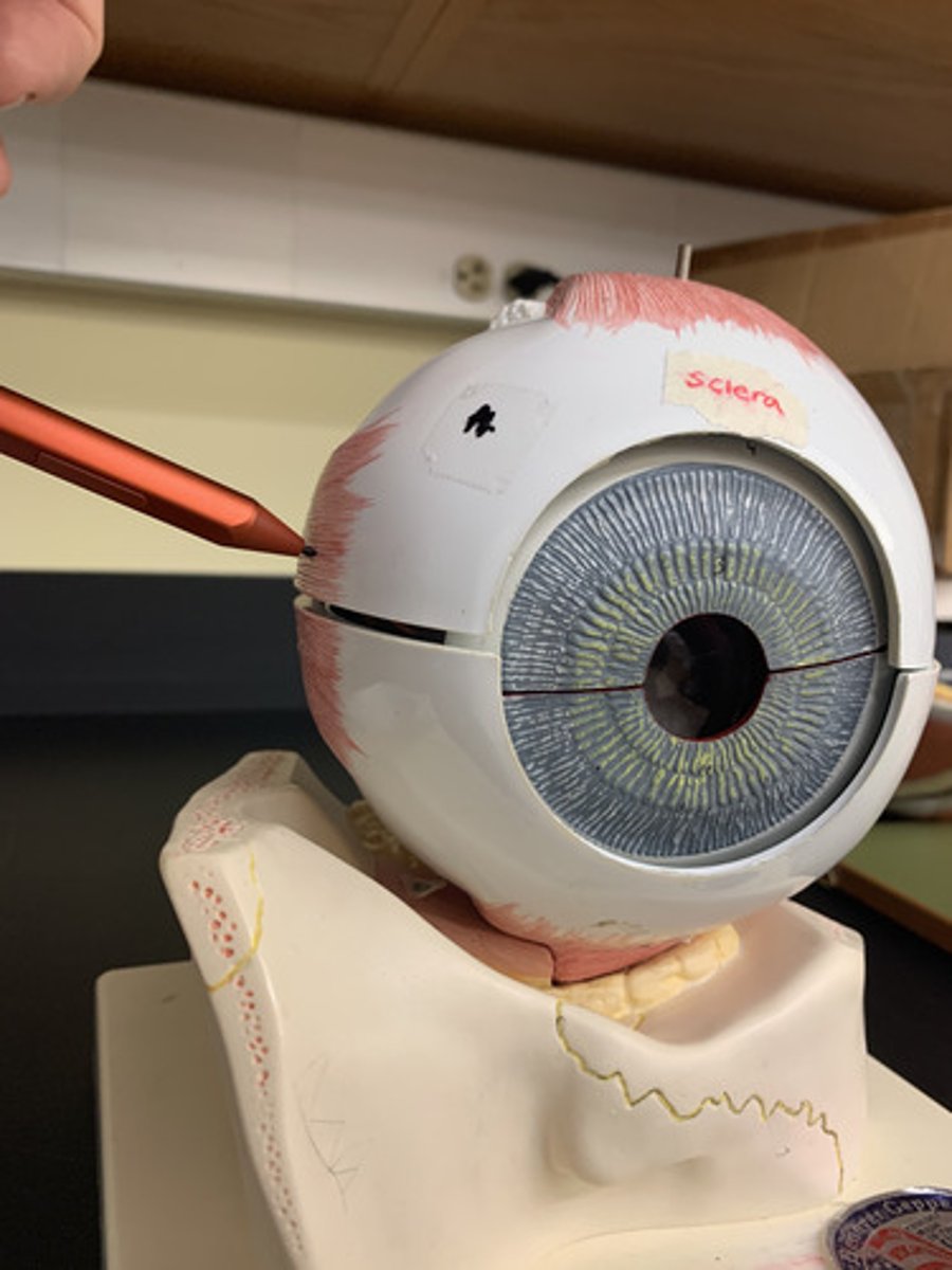 <p>Origin: Common tendinous ring</p><p>Insertion: medial sclera of eye</p><p>Action: moves front of eye medially</p><p>Inn: Oculomotor nerve (CN III)</p>
