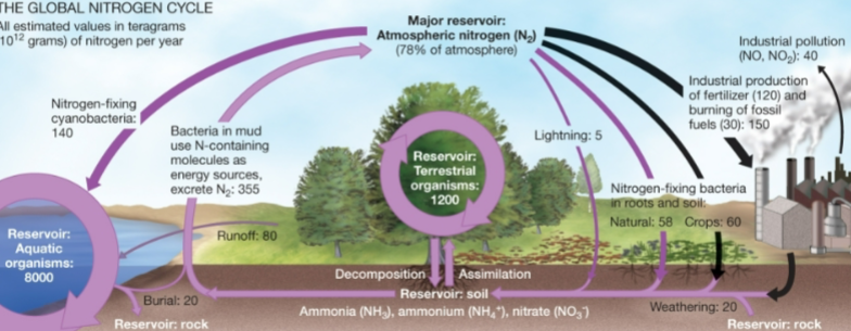 <p>nitrogen added to ecosystems is unusable when reduced or fixed</p><ul><li><p>atmospheric (N<sub>2</sub>) → ammonia (NH<sub>3</sub>) from lightning-driven reactions &amp; enzyme-catalyzed reactions in bacteria</p></li></ul><p>plants only use fixed nitrogen</p><p>adding nitrogen increases productivity</p><ul><li><p>too much is harmful</p><ul><li><p>nitrogen pollution from burning of fossil fuels → acid rain, climate change, depletion of ozone layer</p></li><li><p>decreased species diversity</p></li><li><p><strong>eutrophication</strong>: overfertilization → algal blooms in aquatic ecosystems → oxygen-free dead zones</p></li></ul></li></ul><p></p>