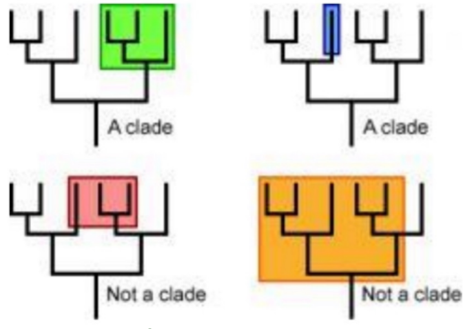<p>Clades</p>