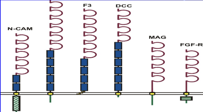 <ul><li><p>a representation of a molecule within this family that participates in hydrophilic binding </p></li><li><p>N-CAM (Neural Cell Adhesion Molecule), where the "N" stands for neural</p></li><li><p>These molecules are generally involved in cell-to-cell adhesion and recognition processes, particularly in the nervous system</p></li></ul><p></p>