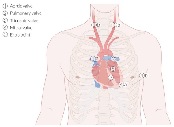 <p>Erb’s point</p><p>L. of sternum at 3rd intercostal space</p>
