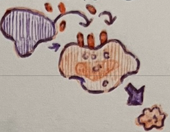 <p>name the cytotoxic chemical described below:</p><p>enter transmembrane pore and cause apoptosis of the cell</p>