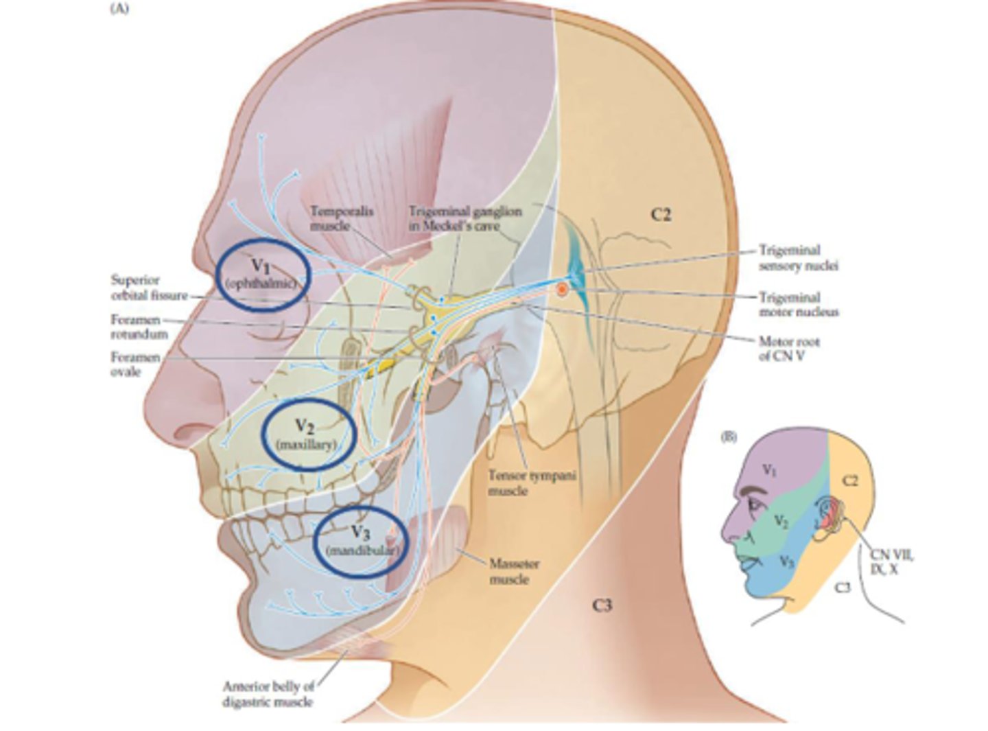 <p>Sensory</p>