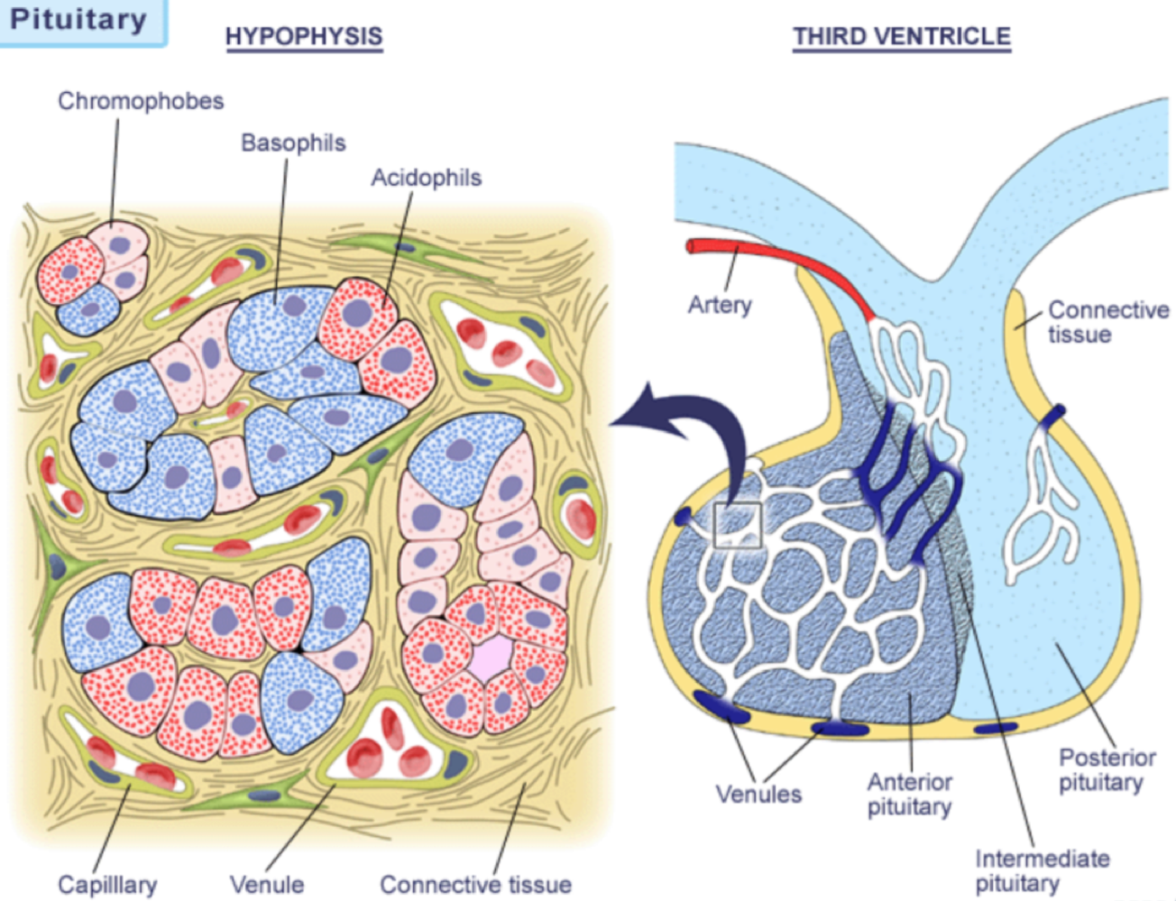 <p>tropic hormones, trophic hormones&nbsp;</p>