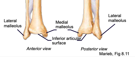 <p>the largest of the three bone segments that project to form the ankle bone</p>