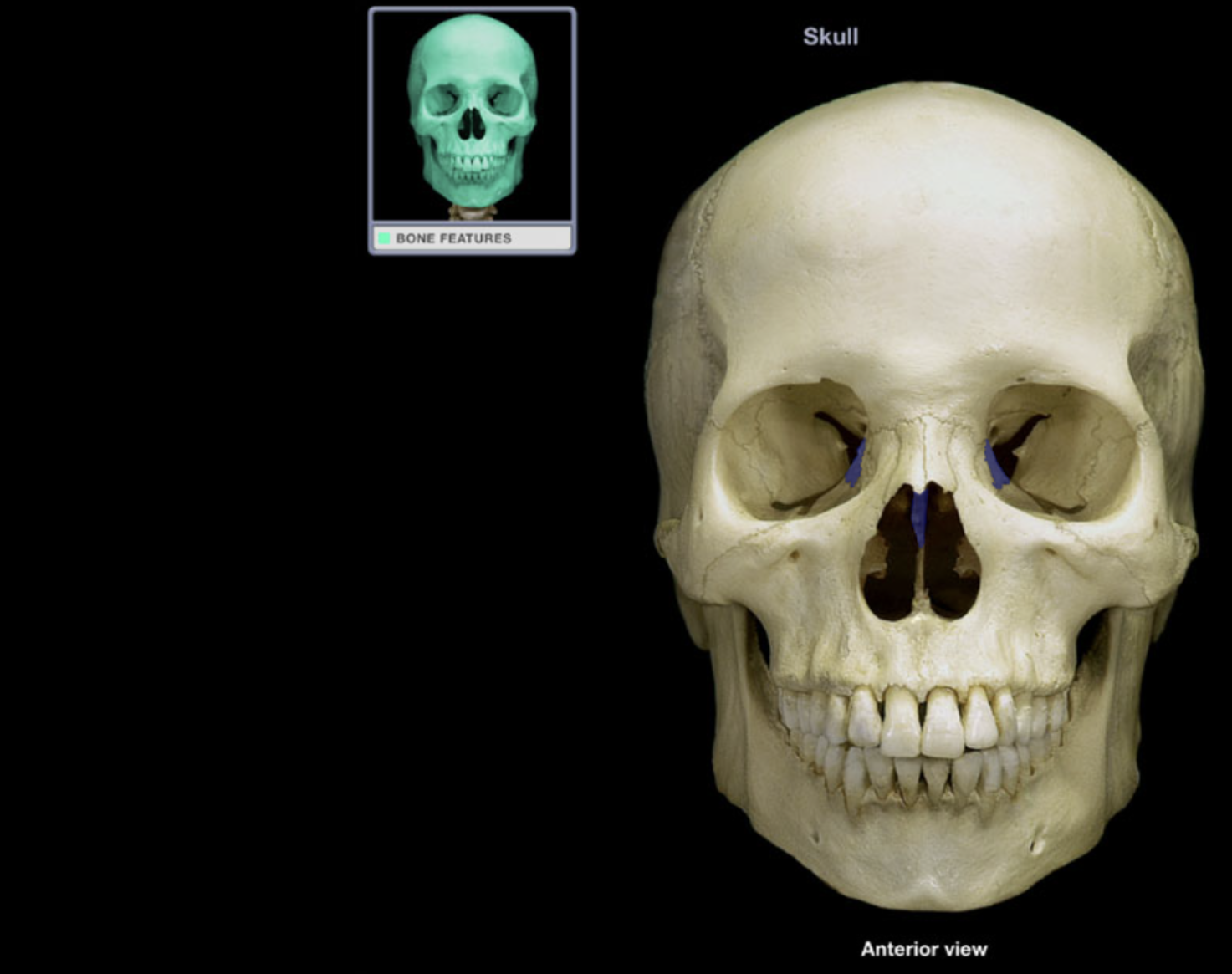 <p>Ethmoid bone</p>