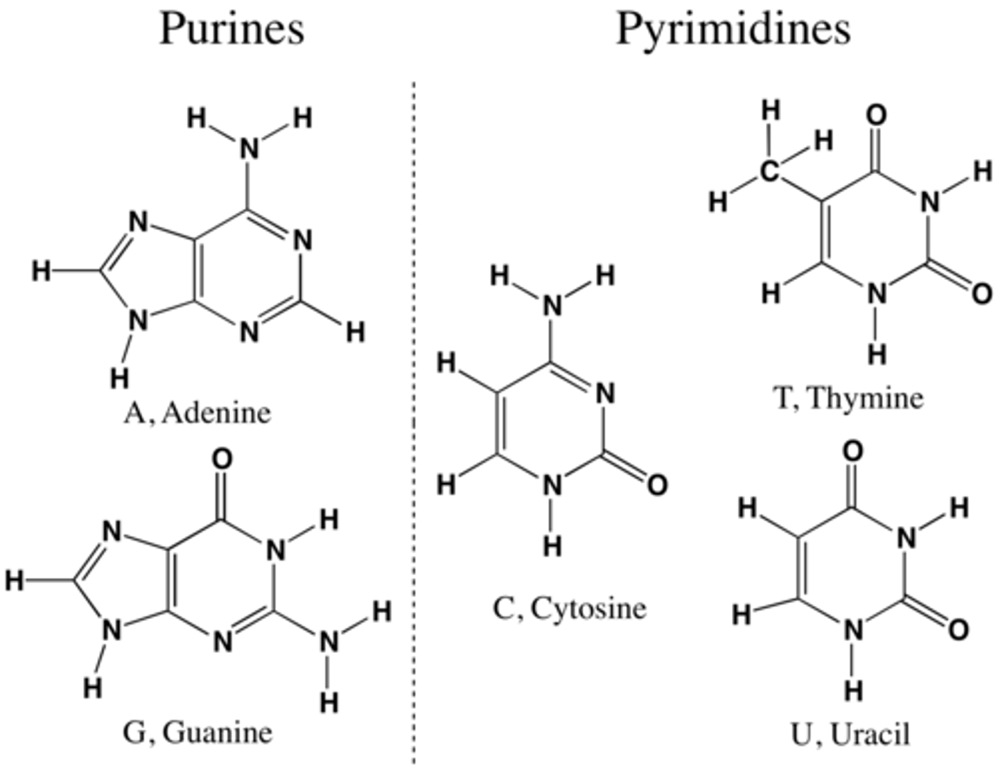 <p>Both purines and pyrimidines are nitrogenous bases of DNA and RNA.</p><p>Pyrimidine: single ring nitrogenous bases</p><p>Cytosine</p><p>Thymine</p><p>Uracil</p><p>Purine: double ring nitrogenous bases</p><p>Guanine</p><p>Adenine</p>