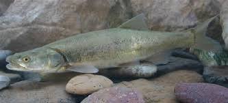 <p><span>Upper Colorado drainage; currently, remnant populations are known from the </span>Green<span>, </span>Gunnison<span>, </span>White<span>, </span>San Juan<span>, and </span>Yampa Rivers<span>. They have been transplanted to the </span>Salt<span> and </span>Verde Rivers<span>, both within their native range.</span></p>