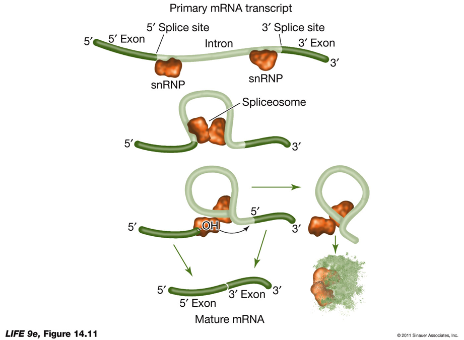 <p>HOW IS EUKARYOTIC DNA TRANSCRIBED AND THE RNA PROCESSED?</p>