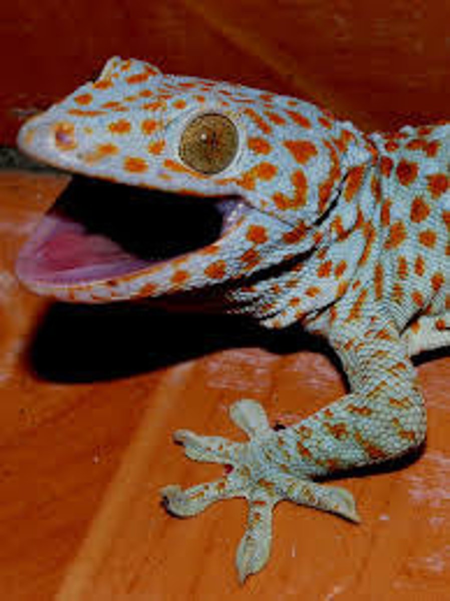 <p>Geckos</p>