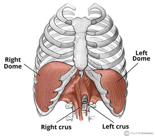 <p>Upon inhalation, contracts and flattens, enlarging the chest cavity.</p>