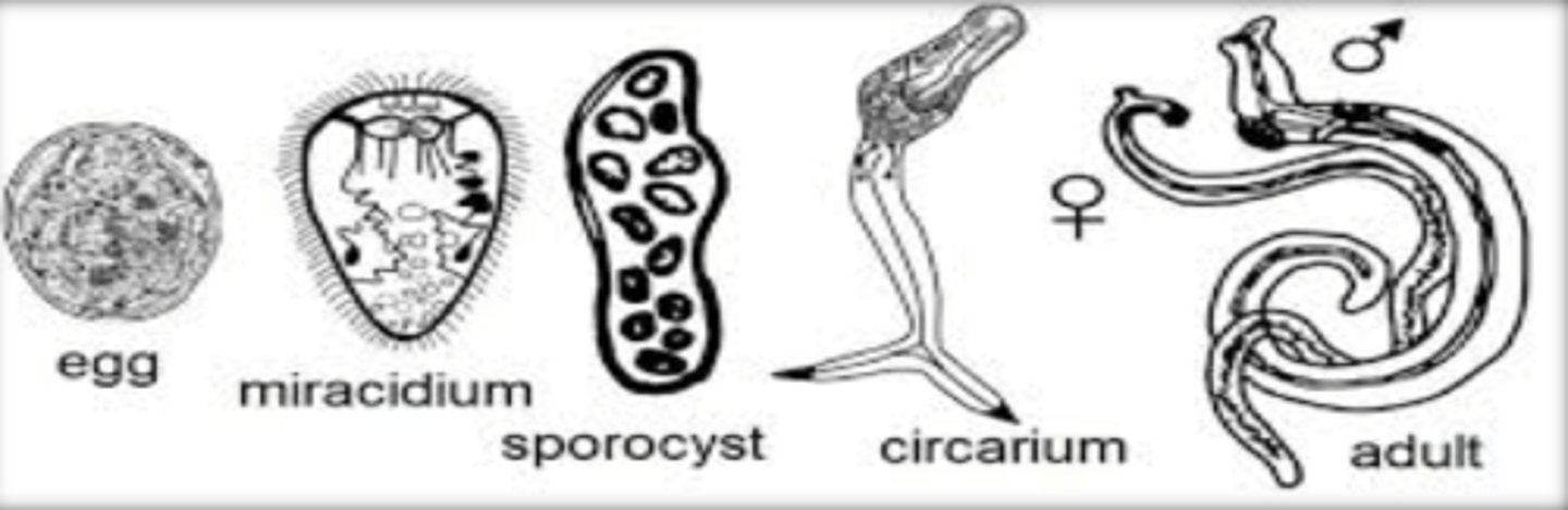 <p>-Egg-> Miricidium-> Sporocyst (2 generations)-> Cercaria-> Adult</p><p>-Intermediate Host: Snail</p><p>-Definitive Host: You!</p><p>-Infective stage: Cercaria</p><p>-Host niche: vascular system in veins</p><p>-Eggs are excreted into water</p><p>-They hatch into mircadium which then find the intermediate host aquatic snail</p><p>-Asexual reproduction occurs in two rounds of sporocysts (mother and daughter)</p><p>-Takes about 4 weeks.</p>