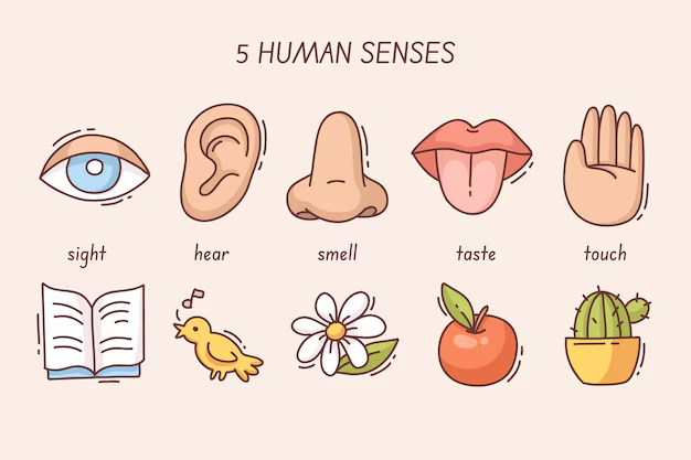 <p>Photoreceptors: Are found in the retina of the eye and detect light and images for vision</p><p>Chemoreceptors: Located in the heart and the brain, specifically in the medulla oblongata of the brain</p><p>Thermoreceptors: Are found on skin and respond to temperature changes</p><p>Mechanoreceptors: Are found in our inner ear, and detect sound vibrations and balance shifts</p><p>what can you see, hear, touch, and taste</p>