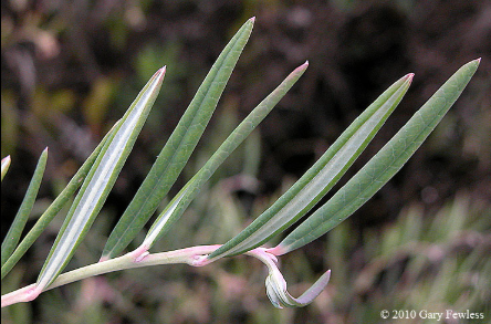 <p><em>Andromeda polifolia</em></p>