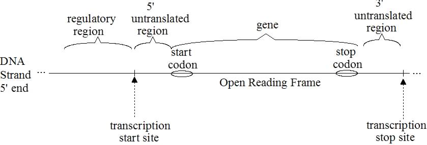 <ul><li><p>You can have a mutation that adds a stop codon, or a mutation that changes the amino acid</p></li></ul><p></p>