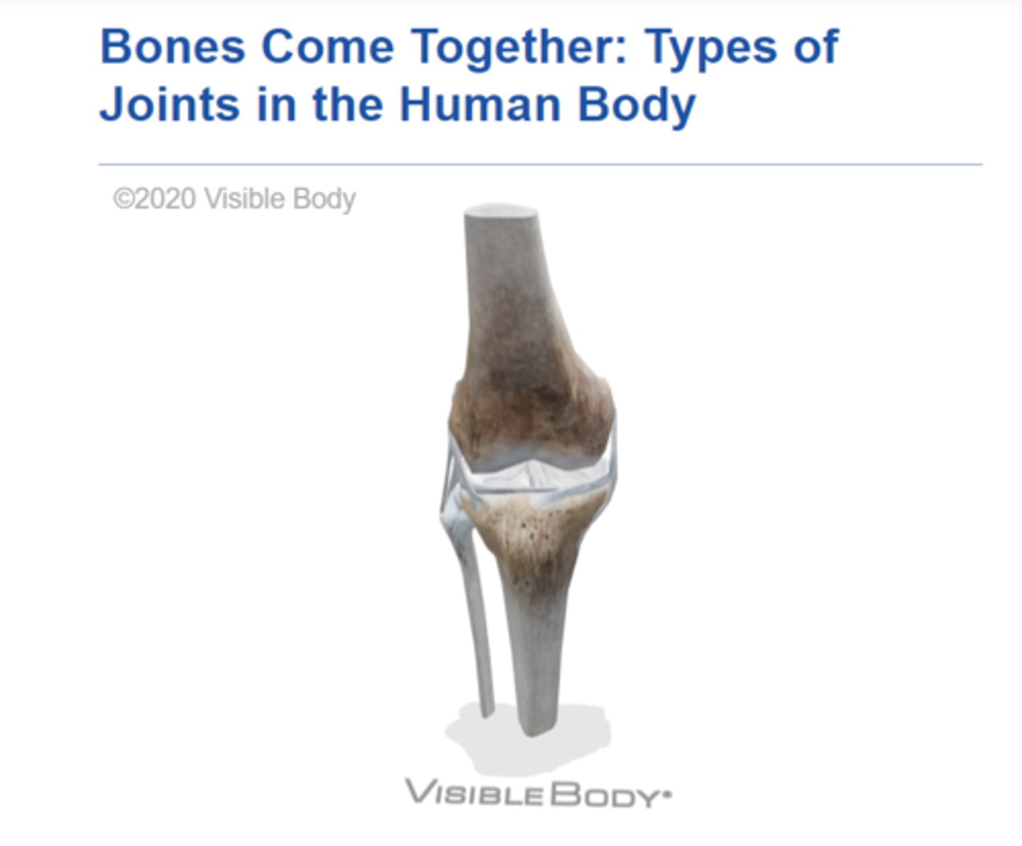 <p>https://www.visiblebody.com/learn/skeleton/joints-and-ligaments</p>