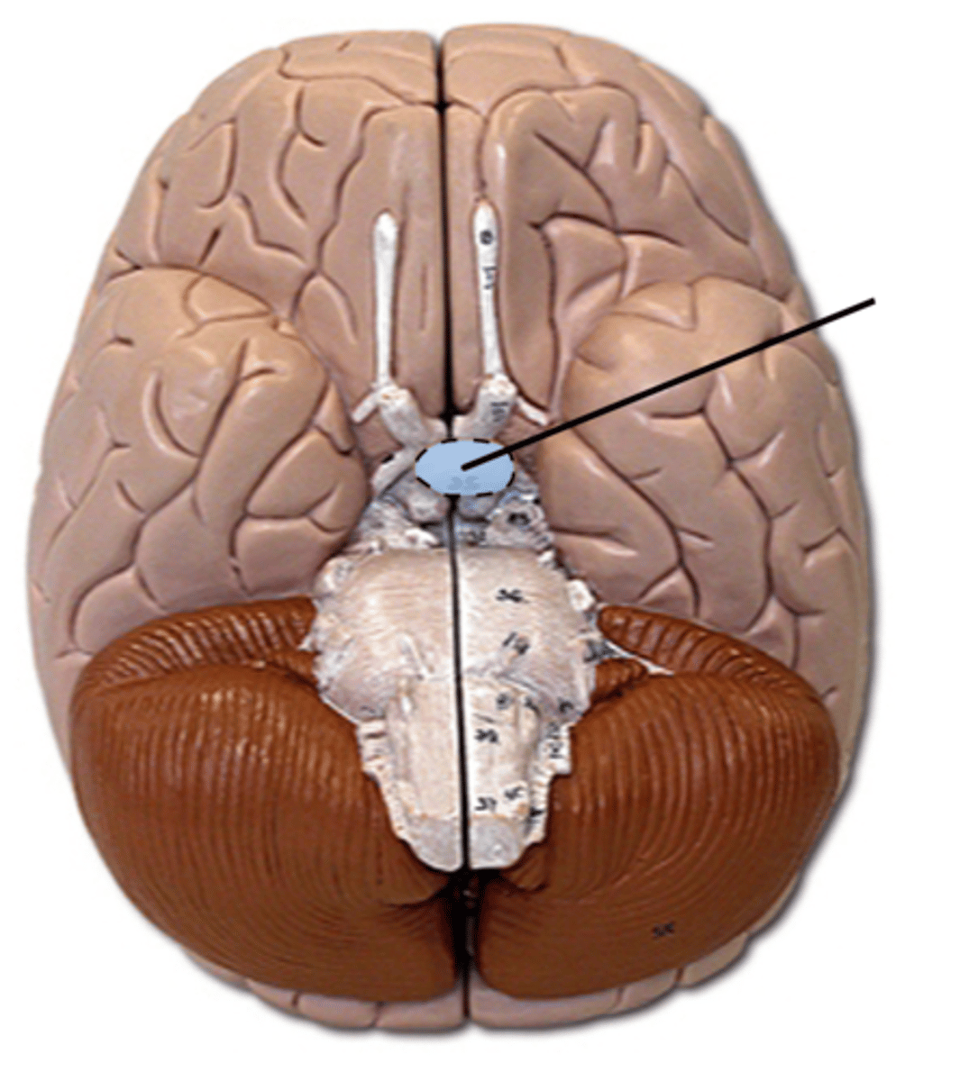 knowt flashcard image