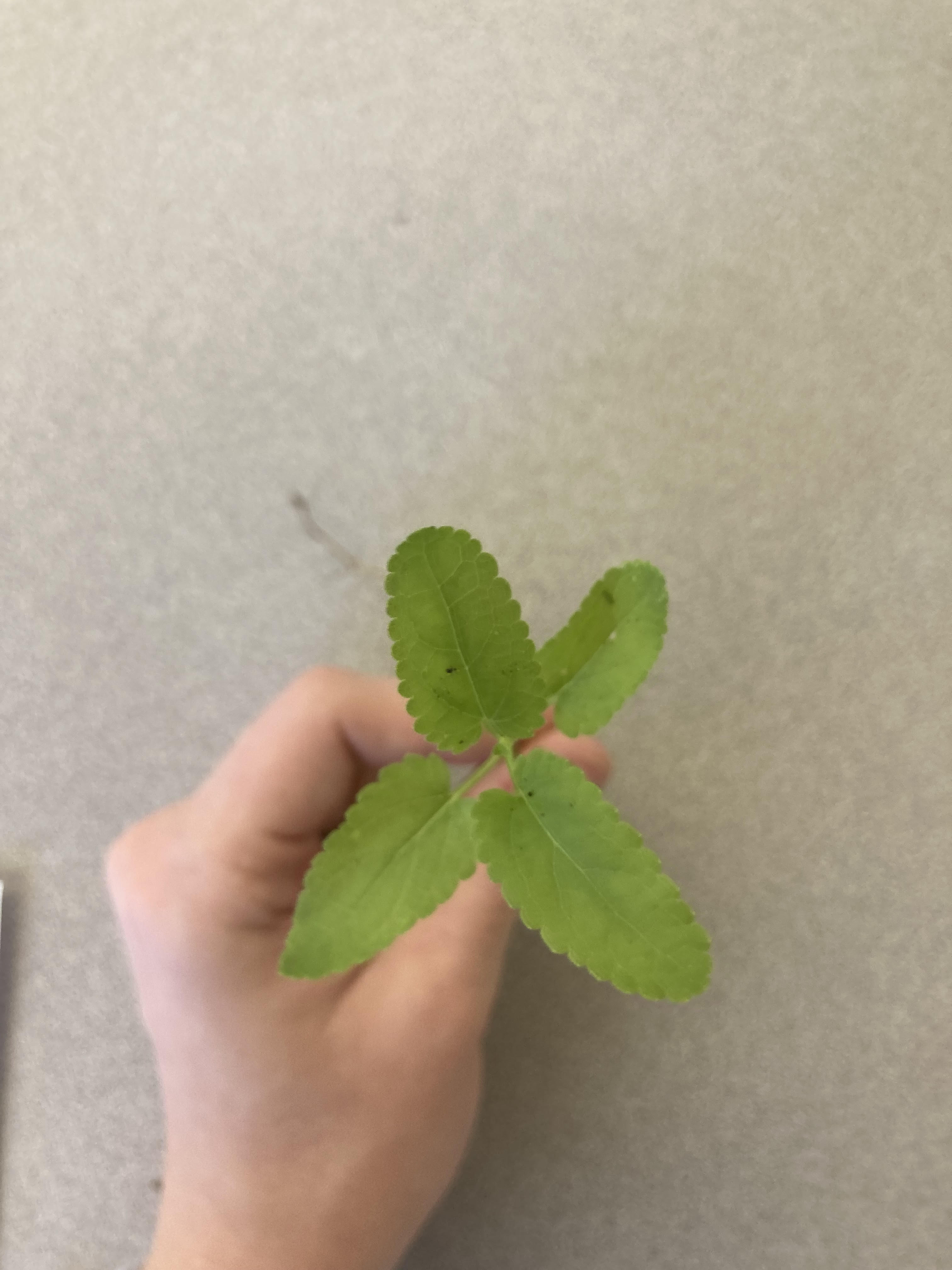 What is this plant? (hint: white tubers)