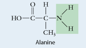 <ul><li><p>Polar</p></li><li><p>Basic</p></li><li><p>Found in: proteins, nucleic acids</p></li></ul>