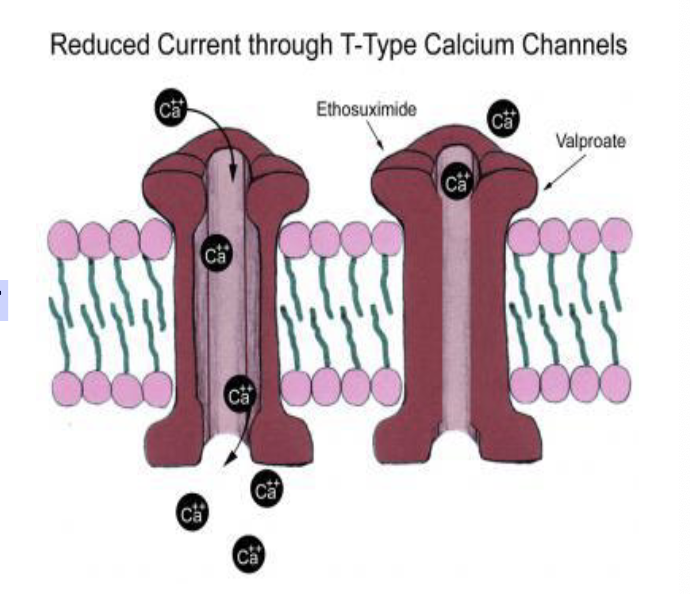 <p>ethosuximide elevates the firing threshold for seizures and depresses the firing of epileptic  foci by blocking low threshold, T calcium channel currents in thalamic relay neurons</p>