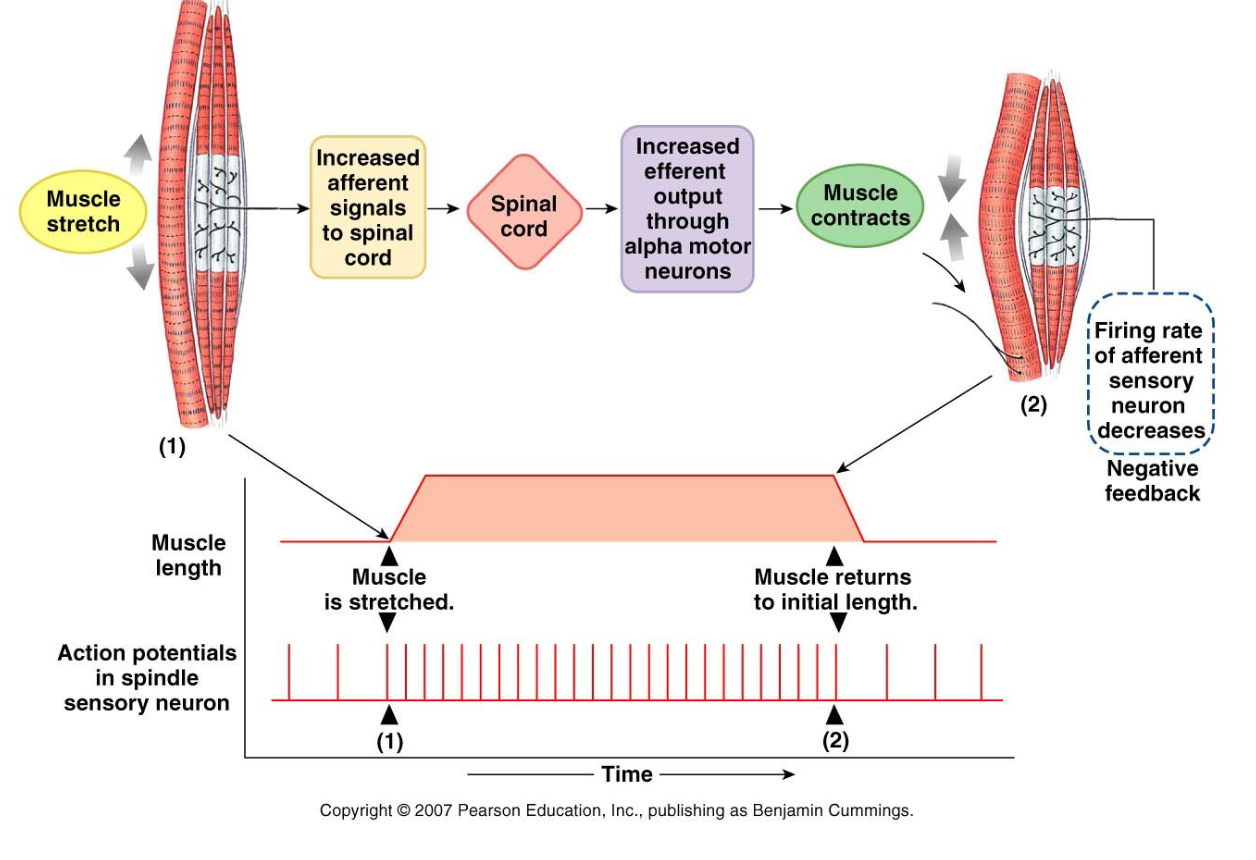 <p>1) muscle stretch</p><p>2) increased afferent signals to spinal cord</p><p>3) increased efferent output through alpha motor neurons causing muscle contraction</p><p>firing rate of afferent sensory neuron decreases causing negative feedback</p>