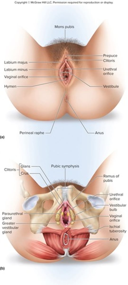 <p>Clitoris, labia minora, labia majora, associated subcutaneous glands, and erectile tissues.</p>
