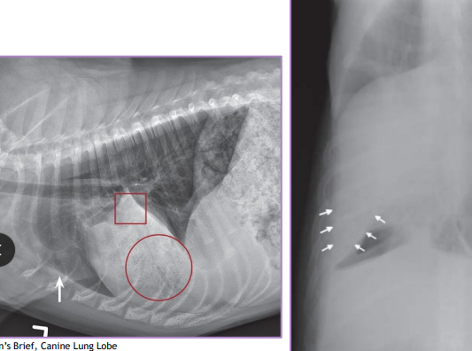 <ul><li><p><u>Normal lung volume</u>: R → 58%, L → 42%</p></li><li><p><strong>Partial Lung Lobectomy:</strong> SM <u>Focal lesion</u> at <u>peripheral ½ to 2/3 of lung lobe : </u>neoplasia, granuloma, bulla, biopsy</p></li></ul><ul><li><p><span style="color: red;"><u>Dogs can tolerate removal up to 58%</u></span> (compensate with hyperinflation, alveolar enlargement, capillary thinning)</p></li><li><p><span style="color: red;">Intercostal thoracotomy, remove with a normal margin</span> </p></li></ul><ul><li><p><strong>Complete Lung Lobectomy: (LG) </strong>abscess (large purulent), <u>trauma, torsion</u>, large/multifocal neoplasia/bulla, <strong>idiopathic</strong></p><ul><li><p><u>Right cranial</u> and <u>middle are most common</u></p></li><li><p><span style="color: red;">Intercostal thoracotomy or median sternotomy  </span></p></li><li><p><span style="color: red;">Remove lung <u>at pedicle</u></span> and <u>ligate artery/bronchus/vein</u></p><ul><li><p><strong>DO NOT</strong> untwist before removing  </p></li></ul></li></ul></li></ul><p></p>