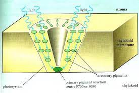 <ul><li><p>A system of photosynthetic pigments found in thylakoids of chloroplasts</p></li></ul><p></p><ul><li><p>The molecules of chlorophyll trap photons and pass their energy to a primary pigment reaction centre</p></li></ul>